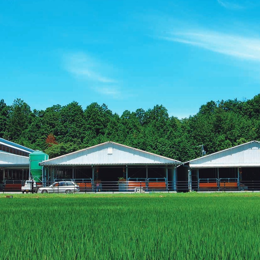 【オーシャンファーム】松阪牛肩ロース肉すき焼き・焼き肉用 OSY100