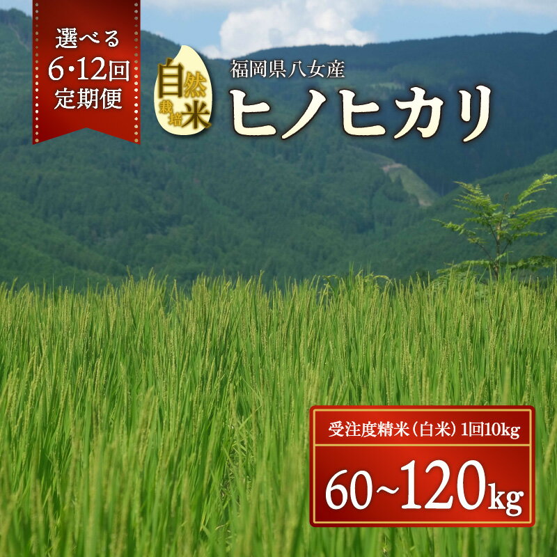 【ふるさと納税】【2026年11月発送開始】＜令和8年度新米＞選べる定期便【隔月6回・毎月12回】自然栽培米ヒノヒカリ 10kg 白米 お米 棚田米 福岡県産 コメ こめ 毎月 隔月 定期便