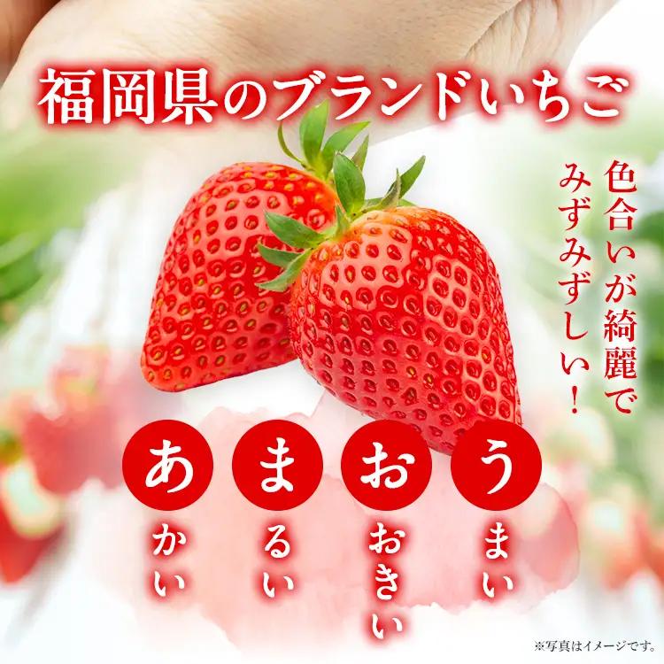 あまおう いちご 産地直送 約250g×2パック 福岡県産 朝採れ ふくおかエコ農産物認証 苺 フルーツ イチゴ 果物 くだもの ストロベリー ichigo ケーキ スイーツ 【1月中旬〜2月末頃発送