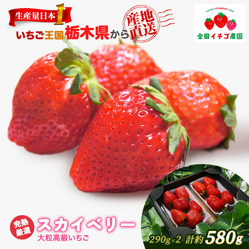 【ふるさと納税】【数量限定】高級いちご 完熟スカイベリー2パック 580g | いちご イチゴ 苺 大粒 大きい 赤い 甘い 完熟 厳選 評判 新鮮 フルーツ 果物 スイーツ ジャム アレンジ 好評 人気 アフター対応あり 生産量 日本一 栃木県産 糖度 濃厚 栃木県 ※2026年12月～発送
