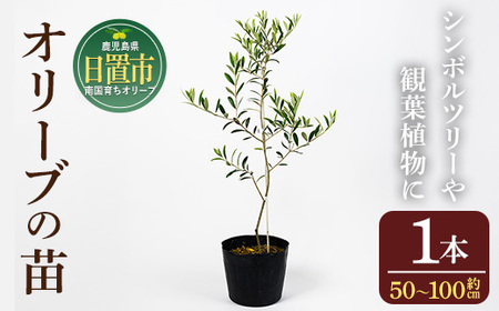 No.1253 ＜数量限定＞オリーブの苗(1本)鹿児島県産 苗 観葉植物 オリーブ 国産 シンボルツリー 庭木 内祝い ギフト 贈答 プレゼント 観賞 苗木 オリーブの木【鹿児島オリーブ】
