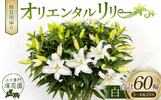 ユリ専門＜深花園＞観賞用ゆり オリエンタルリリー 白 3～4輪20本  植物 フラワー 花 F23R-507