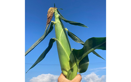 ≪2026年先行予約≫【お天道農園】山形県産 とうもろこし ホワイトコーン ピュアホワイト 2.7kg（7～9本） 2026年7月下旬から順次発送 F2Y-6973