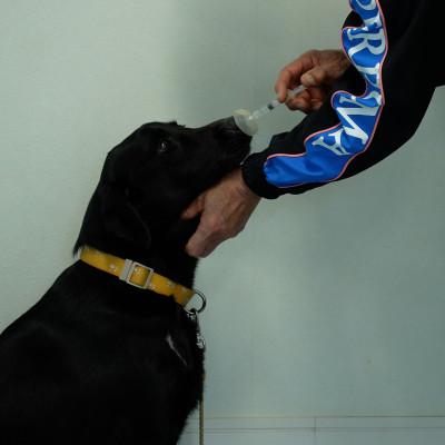 ふるさと納税 館山市 がん探知犬サービス専用キット『ローズ』