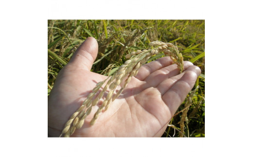 【新米受付・令和8年産米】 【定期便 3ヶ月】新潟県村上市岩船産　新之助　精米6kg（2kg×3個セット）×3ヶ月 1050014N