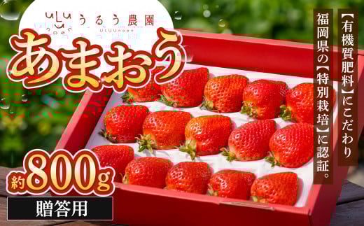 贈答用 あまおう 約800g【2026年1月下旬～3月下旬発送予定】いちご イチゴ 苺 フルーツ 果物 福岡県産