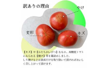 【2026年12月下旬～順次発送】＜訳あり フルーツトマト 原田農園 約1.6kg 箱入＞ 桃太郎 家庭用 ワケあり 変形 キズあり 高知県 佐川町　