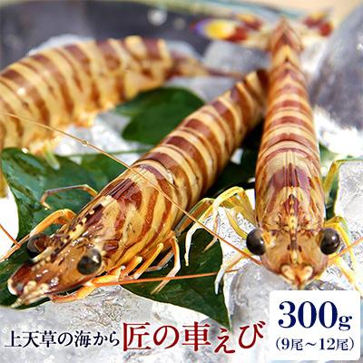 ふるさと納税 上天草市 匠の車えび【活き締め急速冷凍】300g(9尾〜12尾)