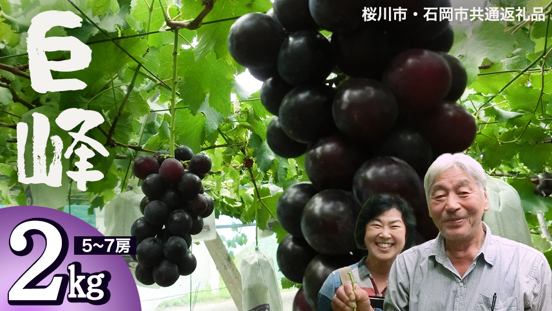 巨峰 約2kg (桜川市・石岡市共通返礼品） 2026年8月下旬発送開始  開田ぶどう園 産地直送 フルーツ 甘い 直送 茨城 限定 ぶどう 巨峰 果物 [DO002sa]