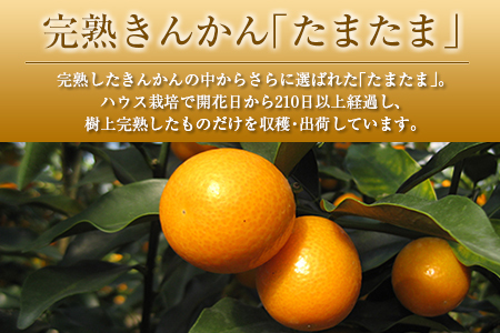◆みやざきブランドセット（完熟きんかん たまたま・日向夏）合計約3.5kg 宮崎県産