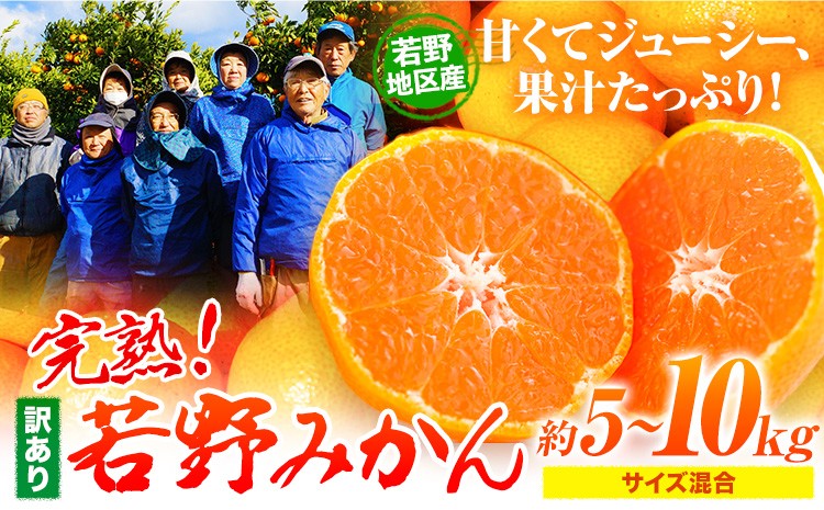 
                  訳あり みかん 選べる 5kg 10kg 完熟 若野みかん 約5kg 約10kg サイズ混合 圦本農園 《11月下旬-12月中旬頃出荷》和歌山県 日高川町 送料無料 訳ありみかん 10キロ 5キロ わけありみかん わけあり 若野 みかん ミカン 柑橘 完熟 フルーツ 果物 お取り寄せフルーツ
                
