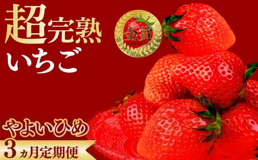 いちご＜定期便3回＞ いちご選手権金賞受賞 やよいひめ レギュラーサイズ 約270g × 4パック 合計 約1080g 【1月中旬以降発送】 | いちご イチゴ 苺 やよいひめ 第1回いちご選手権金賞 ブランドいちご ストロベリー 甘い あまい 完熟 果物 フルーツ くだもの 旬 産地直送 栃木県産 鈴木ファーム 栃木県 茂木町