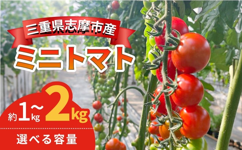 
                  ミニトマト 1kg ~ 2kg 選べる容量 国産 トマト 野菜 国産  サラダ パスタ 新鮮 産地直送 三重県 伊勢 志摩市 TY千果 
                