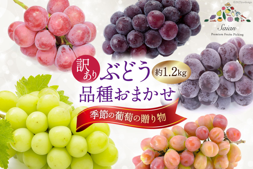 
            【2025年発送】ぶどう 訳あり 季節 葡萄 贈り物 品種 おまかせ 約1.2kg フルーツ 果物 くだもの ブドウ 葡萄 食べ比べ 山梨県産 期間限定 季節限定 冷蔵 [斎庵 山梨県 韮崎市 20742799]
          