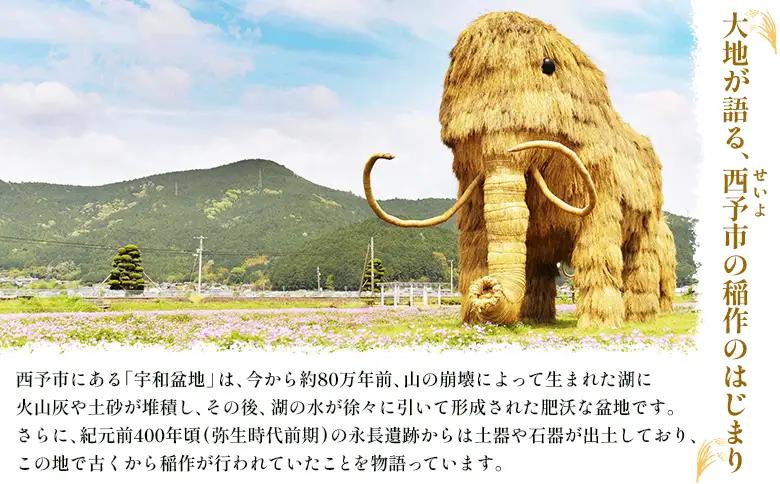 ＜にじのきらめき 玄米 約5kg 西予市宇和町産＞ 『2026年10月中旬～10月下旬迄に出荷予定』キロ 冷めてもおいしい げんまい お米 ライス コメ こめ 宇和米 うわまい ご飯 ごはん 送料無料