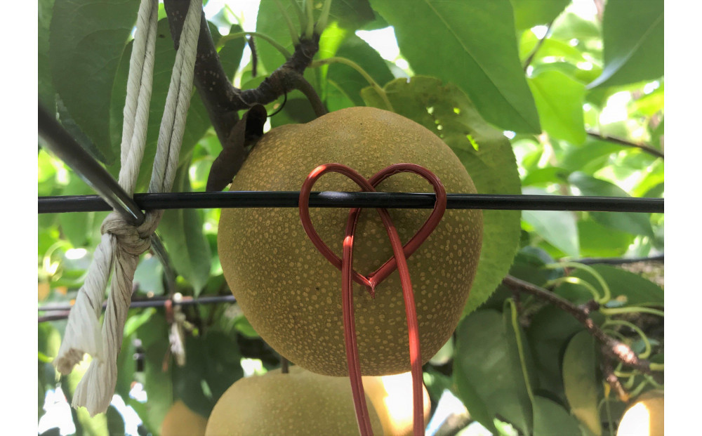 【先行受付】くれは梨　5kg箱