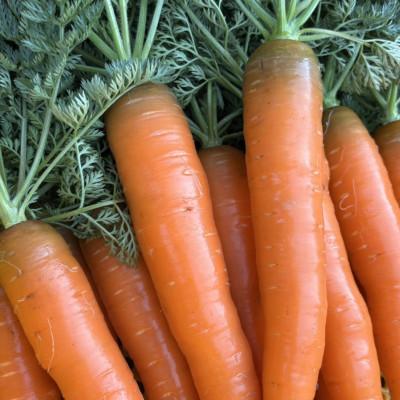 ふるさと納税 江南市 【Hello!農園直送】秋のおまかせ野菜セット(5〜7品) 栽培期間中農薬・化学肥料不使用 |  | 03