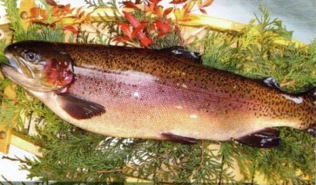 0023-72-01　西京漬け　彩り３種８切入り（富士山サーモン・銀鱈・サーモン）