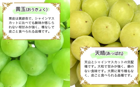 《シャインマスカットが必ず入る！》人気のぶどう 食べ比べセット 計2房（計1kg以上）品種おまかせ 山形産【2025年9月中旬頃～10月下旬頃発送予定】　015-B-JF013