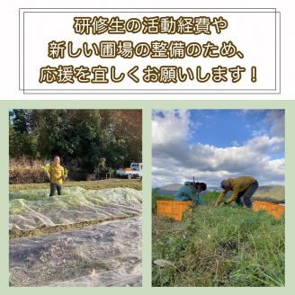 【12回定期便】かたもとオーガニックファームの農業研修生が無農薬・自然栽培で育てたお野菜セット 8～10品目 ≪産地直送 朝採れ 新鮮 京野菜 京都府 亀岡産 ≫