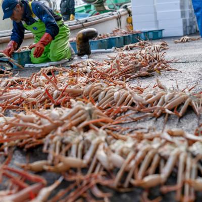 ふるさと納税 小浜市 【年明け以降順次発送】越前がに (ズワイガニ)900g×2杯 |  | 01