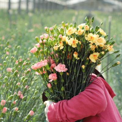 ふるさと納税 佐世保市 母の日ギフト 花農家直送 カーネーション花束 生花 切り花 22本 |  | 02
