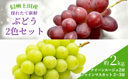 ぶどう クイーンルージュ(R)×シャインマスカット 信州上田産 金剛寺ぶどう 約2kg 4?5房 2色セット 詰め合わせ 葡萄 ブドウ 2kg 果物 くだもの フルーツ デザート 旬の果物 旬のフルーツ 長野県 長野