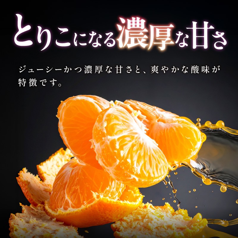 【2026年発送 先行予約品】