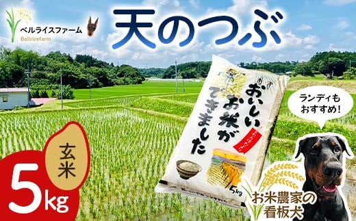 〈先行予約〉令和7年産 農家直送 ベルライスファームの天のつぶ 玄米5kg F6U-178