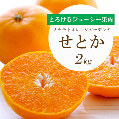 【ふるさと納税】【2026年2月以降発送】とろける濃厚果肉 せとか2kg 愛媛県八幡浜産【C25-37】_ みかん ミカン 愛媛県 フルーツ 果物 くだもの 柑橘 かんきつ 人気 産地直送 産直 ジューシー 甘い 果汁 糖度 甘い 人気 【1044414】