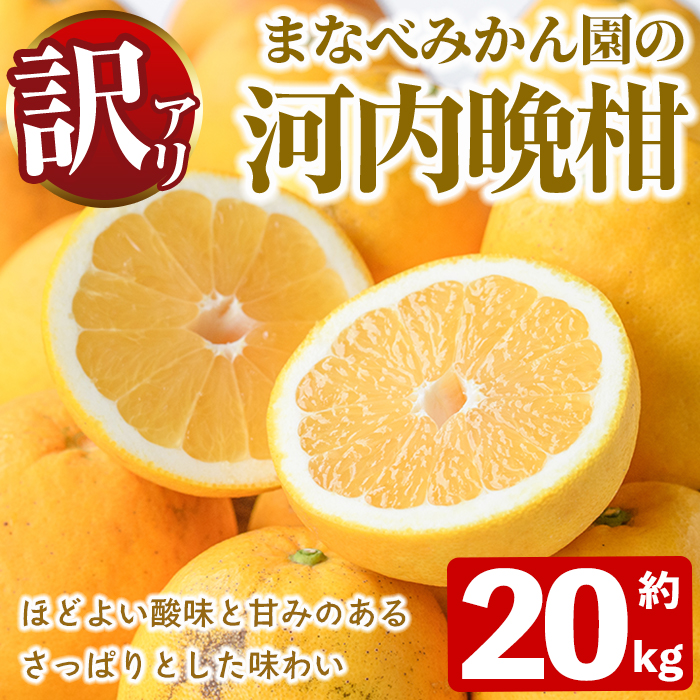 ＜先行予約受付中！2027年3月中旬以降順次発送予定＞訳あり！まなべみかん園の河内晩柑(約20kg) 国産 鹿児島県産 阿久根市産 柑橘類 果物 フルーツ 期間限定 数量限定 デザート 【有限会社まなべみかん園】akn034-21