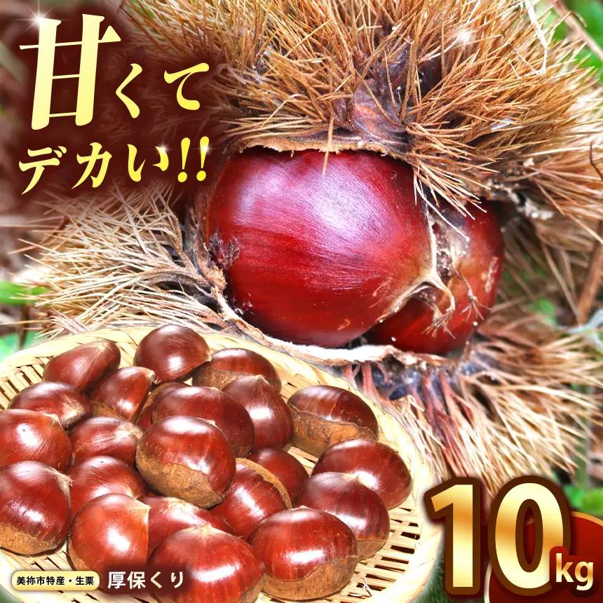【先行予約】甘くて デカい ! 厚保くり ( 生栗 ) 10kg 山口美祢産 先行予約 ＜ 2026年10月上旬 ～ 11月中旬 発送予定＞ 