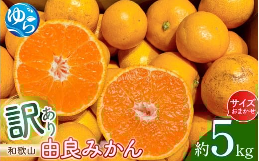 和歌山由良みかん 約５kg　訳あり　キズ　御家庭用　サイズ混合 ※2025年11月下旬～2026年1月中旬頃に順次発送予定【sml914】