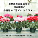 【ふるさと納税】【先行予約】根本園芸シクラメン【8号】1鉢 鉢花 鉢植え 色おまかせ ガーデンシクラメン 花 ギフト 農林水産大臣賞受賞【1001501】