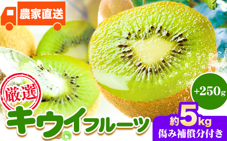先行予約 厳選 キウイ フルーツ 約5kg ＋250g (傷み補償分) 池田鹿蔵農園@日高町（池田農園株式会社）《11月中旬～2027年4月下旬出荷》和歌山県 日高町 キウイ キウイフルーツ 果物 フ