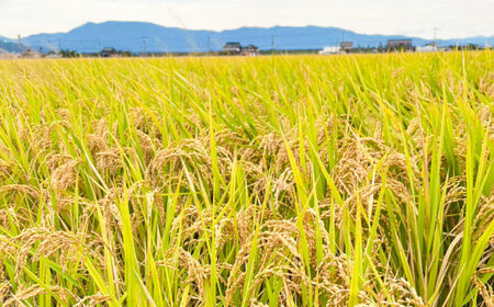 【令和7年度産】ひのひかり 10kg 【勝農園】[IDK001]