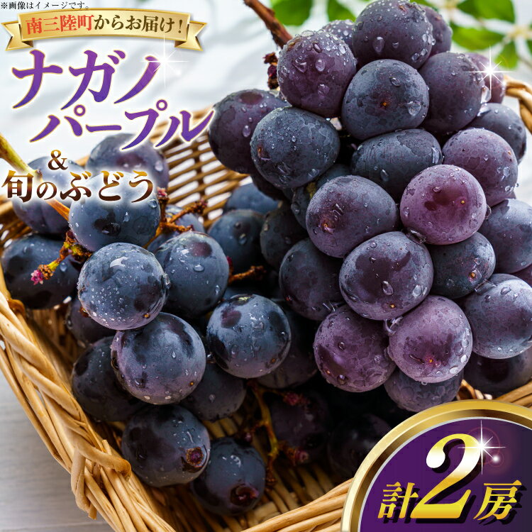 【ふるさと納税】 【期間限定発送】【2026年発送】 ナガノパープル 旬のぶどう 詰め合わせ 各1房 計2房 [みなと果実園 宮城県 南三陸町 m304bdy880001] ぶどう ブドウ 葡萄 フルーツ 果物 くだもの 産地直送 農家直送 冷蔵 果実