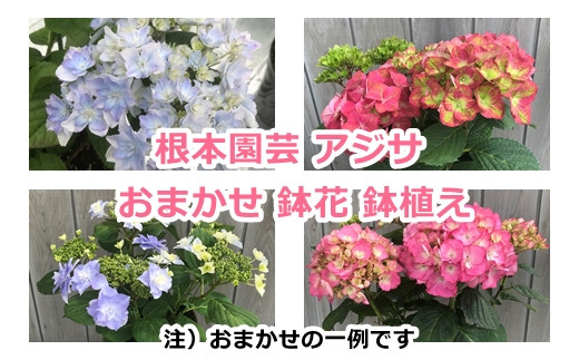 
【先行予約】根本園芸 アジサイ おまかせ 鉢花 鉢植え 花 ギフト 農林水産大臣賞受賞 母の日【10038】
