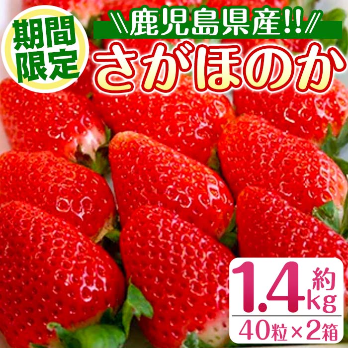 【ふるさと納税】＜2026年1月中旬以降順次発送予定＞＜ギフト用・数量限定＞ 鹿児島県産イチゴ(計約1.4kg・40粒×2箱) イチゴ 苺 さがほのか 果物 くだもの フルーツ 旬 九州産 プレゼント ギフト 贈り物 お土産 【JA鹿児島いずみ】