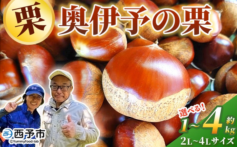 
            ＜奥伊予の栗 2L～4L（約1kg～4kg）＞ 選べる内容量 サイズ 大玉 大粒 プレミア 大きい 甘い 生栗 和栗 マロン くり 和栗 栗ごはん 栗きんとん 甘露煮 国産 産地直送 城川ファクトリー 愛媛県 西予市【冷蔵】『2025年9月中旬～10月上旬に順次発送予定』
          