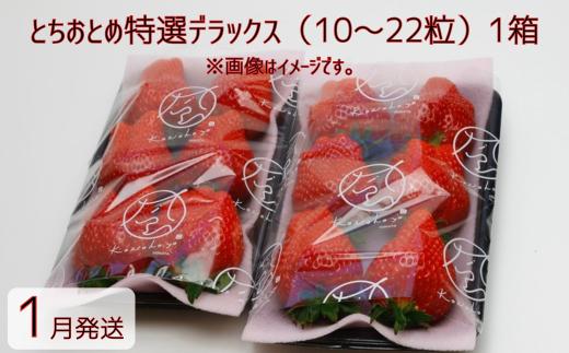 【1月発送】いちご とちおとめ特選デラックス　10～22粒×1箱（2パック） 苺 イチゴ とちおとめ 選べる 発送月 発送回数 個数 いちご「とちおとめ」風早いちご園 有名ホテル使用 厳選 フルーツ 果物 季節限定 甘い 濃厚 ジューシー 新鮮 1箱 送料無料 ギフト 贈答 茨城県 鉾田市 野菜王国 予約受付