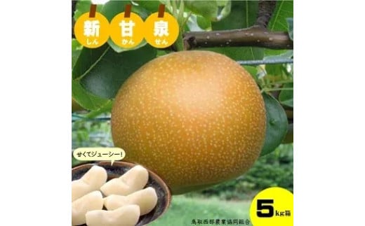 鳥取県産梨「新甘泉（しんかんせん）」5kg　先行受付
