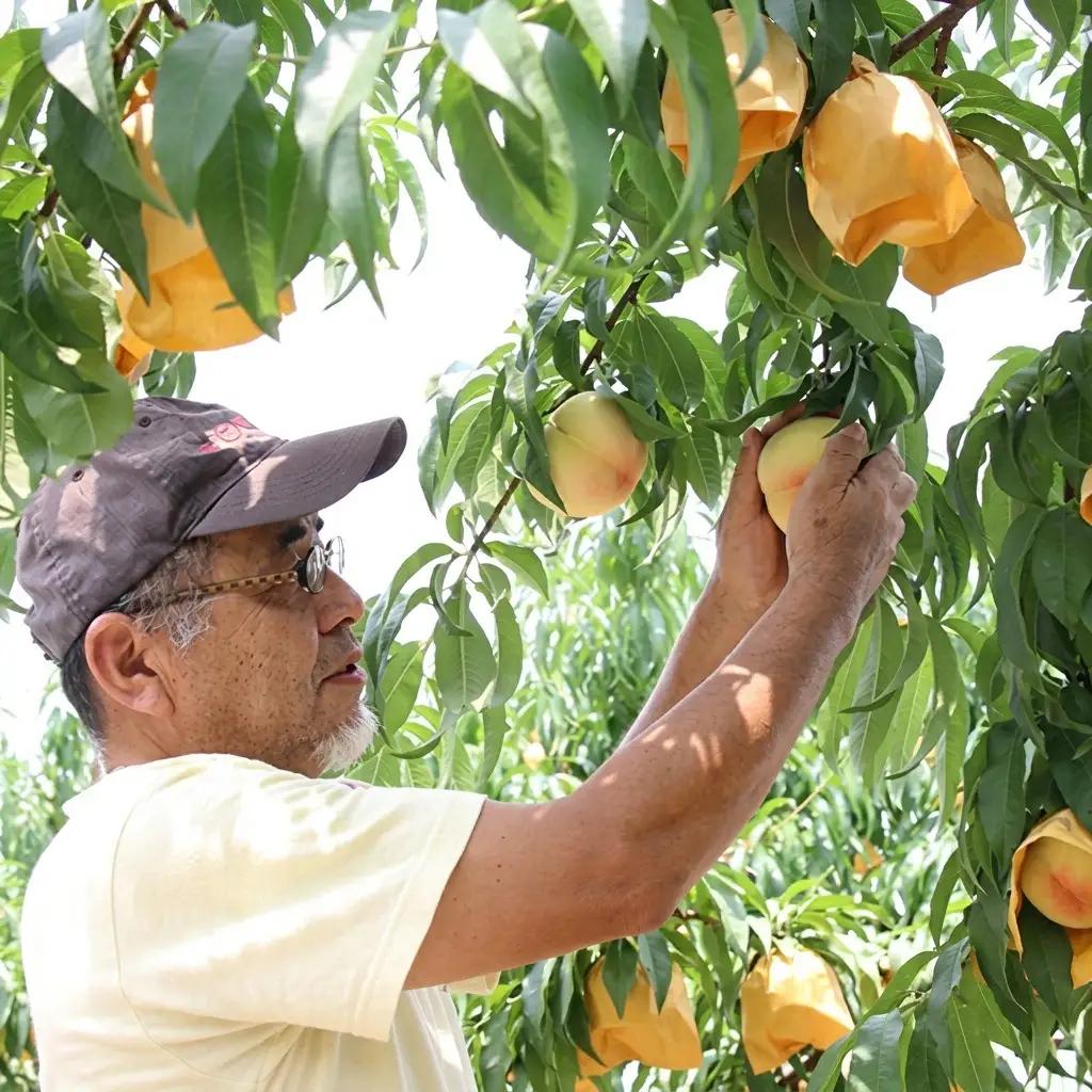 桃 2026年 先行予約 岡山特産 清水白桃 約1.5kg 5玉 桐箱入り 桃