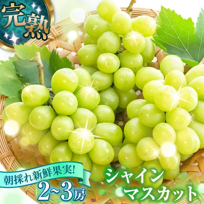 【ふるさと納税】【先行予約・26年8月以降発送】 シャインマスカット 2〜3房　ぶどう 日田市 / いのうえぶどう園　葡萄　ぶどう　ブドウ 【配送不可地域：北海道・沖縄・離島】[ARDO002]