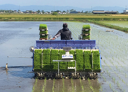 【7年産】 近江米 ミルキークイーン 無洗米 5kg 【BN16W】 近江米 無洗米