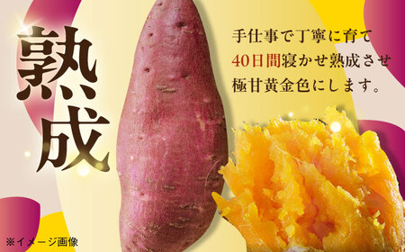 【全12回定期便】焼き芋ごとあかり (紅はるか) 300g×6袋 さつまいも スイーツ 冷凍 野菜 レンジ 五島市/ごと[PBY040]