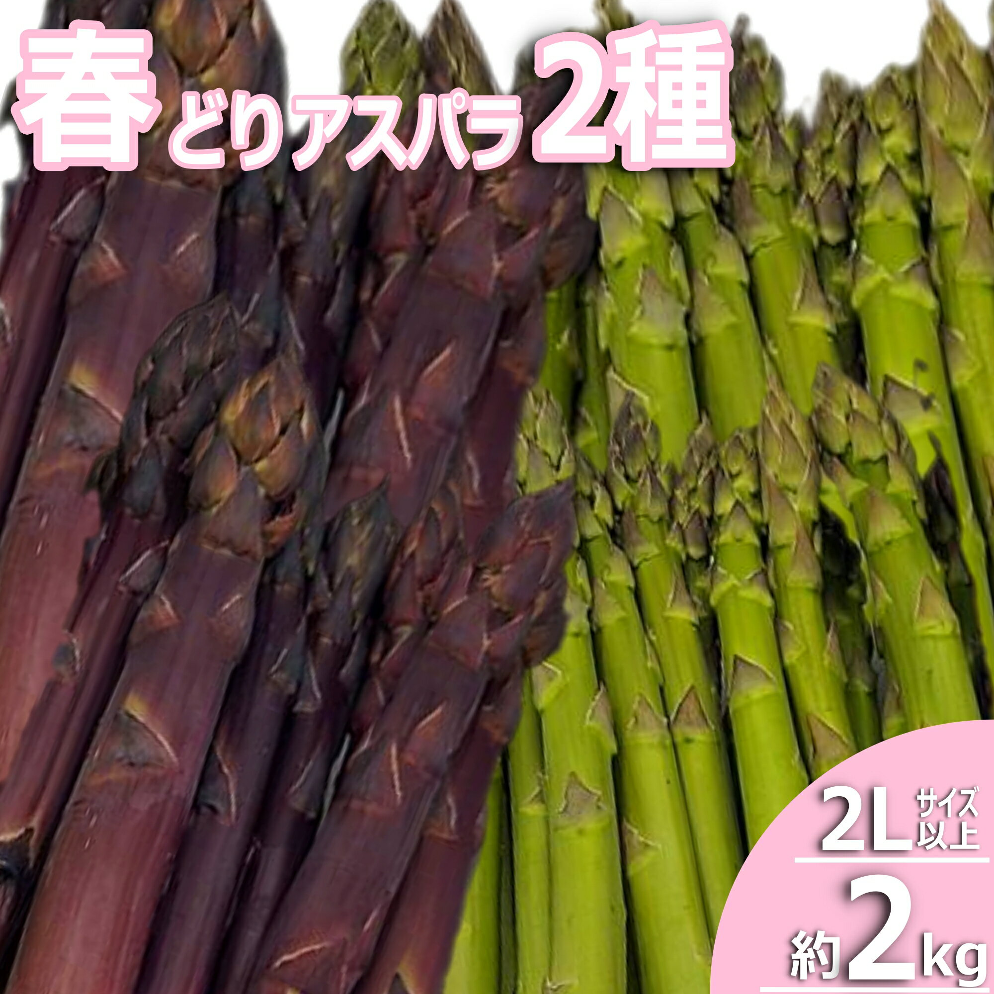 【ふるさと納税】 ＼ たっぷり 約2kg ／ 新鮮 で シャキシャキ な 春 旬 アスパラ 2Lサイズ以上 春採り アスパラガス ミネラルや ビタミン が豊富な おいしい アスパラ 炒め物 や サラダ 天ぷら など 様々な お料理 で活躍 【2025年4月～5月発送】H227(R7)