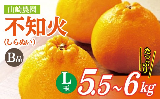 
                  【数量限定】コクのある甘みとさわやかな酸味 不知火 しらぬい B級品 5.5～6kg L玉 【3月末頃から順次発送】| 山崎農園の不知火（しらぬい）B品 みかん _b-489
                