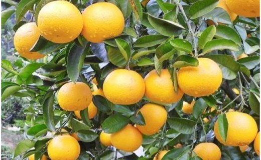 ［産直］和歌山由良町産の木成り熟成八朔訳ありご家庭用約10kg（サイズ混合）★2026年3月中旬頃より順次発送［TM134］