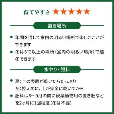 ふるさと納税 糸島市 葉に切れ込みが入ったモンステラの小型品種『ヒメモンステラ』糸島市/cocoha[AWB034] |  | 03